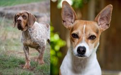 Spanish Pointer vs Rat Terrier - Breed Comparison