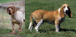 Spanish Pointer vs Schweizer Niederlaufhund - Breed Comparison