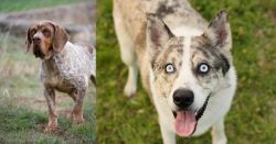 Spanish Pointer vs Shepherd Husky - Breed Comparison