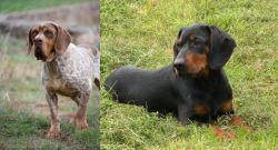 Spanish Pointer vs Slovakian Hound - Breed Comparison