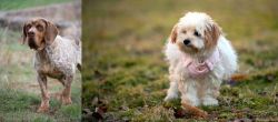 Spanish Pointer vs West Highland White Terrier - Breed Comparison