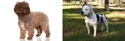 Spanish Water Dog vs American Bulldog - Breed Comparison