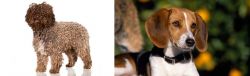 Spanish Water Dog vs American Foxhound - Breed Comparison