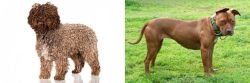 Spanish Water Dog vs American Pit Bull Terrier - Breed Comparison