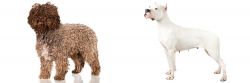 Spanish Water Dog vs Argentine Dogo - Breed Comparison