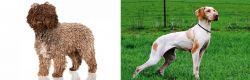 Spanish Water Dog vs Ariege Pointer - Breed Comparison