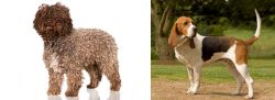 Spanish Water Dog vs Artois Hound - Breed Comparison