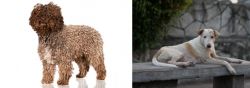 Spanish Water Dog vs Askal - Breed Comparison
