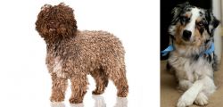 Spanish Water Dog vs Australian Collie - Breed Comparison