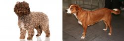 Spanish Water Dog vs Austrian Pinscher - Breed Comparison