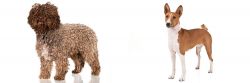 Spanish Water Dog vs Basenji - Breed Comparison