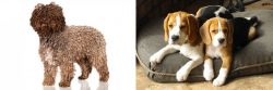Spanish Water Dog vs Beagle - Breed Comparison