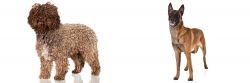 Spanish Water Dog vs Belgian Shepherd Dog (Malinois) - Breed Comparison