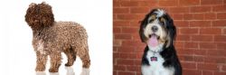 Spanish Water Dog vs Bernedoodle - Breed Comparison