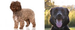 Spanish Water Dog vs Borador - Breed Comparison