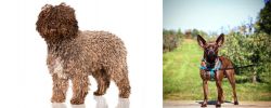 Spanish Water Dog vs Bospin - Breed Comparison