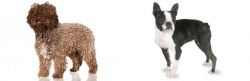 Spanish Water Dog vs Boston Terrier - Breed Comparison