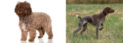 Spanish Water Dog vs Braque Francais - Breed Comparison