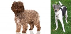 Spanish Water Dog vs Brazilian Terrier - Breed Comparison
