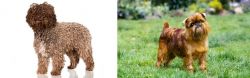 Spanish Water Dog vs Brussels Griffon - Breed Comparison