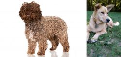Spanish Water Dog vs Carolina Dog - Breed Comparison
