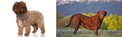 Spanish Water Dog vs Chesapeake Bay Retriever - Breed Comparison