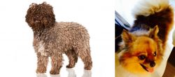 Spanish Water Dog vs Chiapom - Breed Comparison