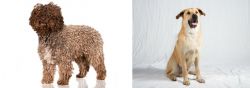 Spanish Water Dog vs Chinook - Breed Comparison