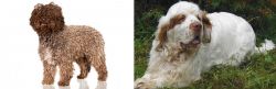 Spanish Water Dog vs Clumber Spaniel - Breed Comparison