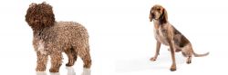 Spanish Water Dog vs Coonhound - Breed Comparison