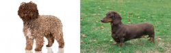 Spanish Water Dog vs Dachshund - Breed Comparison