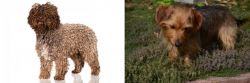 Spanish Water Dog vs Dorkie - Breed Comparison