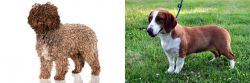 Spanish Water Dog vs Drever - Breed Comparison