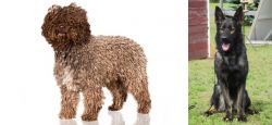 Spanish Water Dog vs East German Shepherd - Breed Comparison