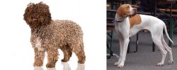 Spanish Water Dog vs English Pointer - Breed Comparison