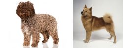 Spanish Water Dog vs Finnish Spitz - Breed Comparison