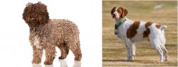 Spanish Water Dog vs French Brittany - Breed Comparison