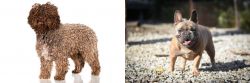Spanish Water Dog vs French Bulldog - Breed Comparison