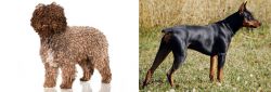 Spanish Water Dog vs German Pinscher - Breed Comparison