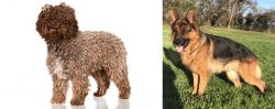 Spanish Water Dog vs German Shepherd - Breed Comparison