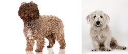 Spanish Water Dog vs Glen of Imaal Terrier - Breed Comparison