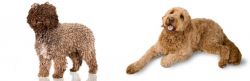 Spanish Water Dog vs Golden Doodle - Breed Comparison