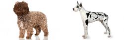 Spanish Water Dog vs Great Dane - Breed Comparison