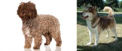 Spanish Water Dog vs Greenland Dog - Breed Comparison