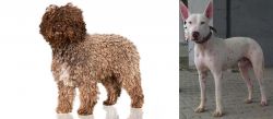 Spanish Water Dog vs Gull Terr - Breed Comparison