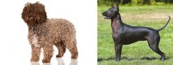 Spanish Water Dog vs Hairless Khala - Breed Comparison
