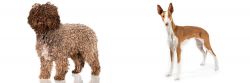 Spanish Water Dog vs Ibizan Hound - Breed Comparison