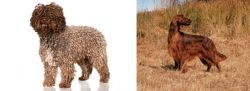 Spanish Water Dog vs Irish Setter - Breed Comparison