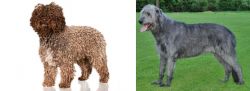 Spanish Water Dog vs Irish Wolfhound - Breed Comparison