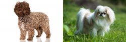 Spanish Water Dog vs Japanese Chin - Breed Comparison